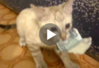 Cute Kitten Steals Money And Refuses To Give It Back To Her Owner