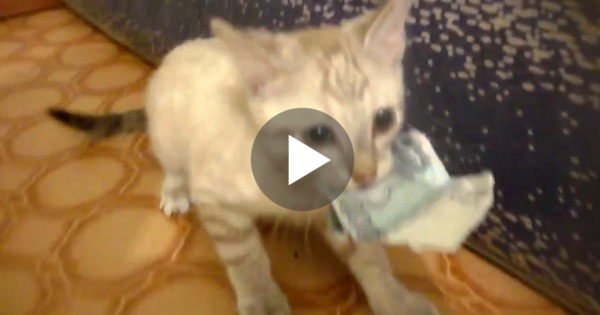 Cute Kitten Steals Money And Refuses To Give It Back To Her Owner