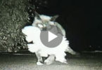 Cat Was Leaving Her Home Every Night. They Weren`t Sure Where She Was Going Until They Set Up Camera...