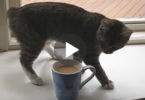 Cat Trying To Bury Coffee Cup After Smelling it. LOL, Why She Is Doing That ?