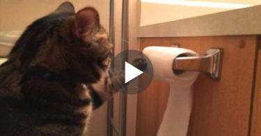 This Is NOT An Ordinary Unrolling The Toilet Paper By Cat. WoW ! She Makes It Right !