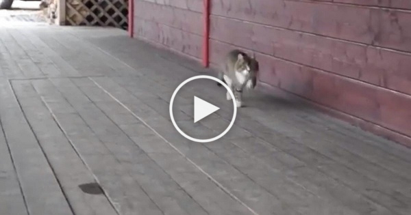 The Way This Cat Is Walking Will Make You Laugh To Tears ! LOL !