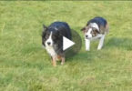 When The Owner Noticed Why His Collies Walking Slowly And Funny He Couldn't Stop Laughing