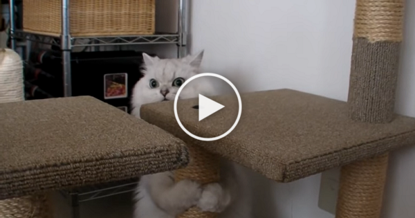 Cat Is Very Confused By Ringing Doorbell. LOL. Hilarious Reaction !