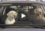 This Would Probably Happen If Dogs Could Drive Cars. I`m Laughing Now !