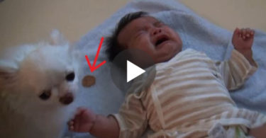 Smart Dog Gives His Cookie To Crying Baby To Calm It Down. WoW. Good Boy !