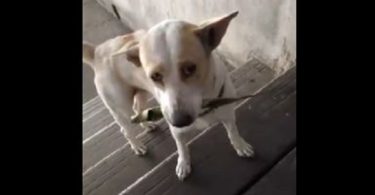 She Fed This Stray Dog. He Is Returning Every Day With a New Gift For Her. Touching !
