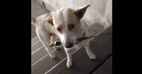She Fed This Stray Dog. He Is Returning Every Day With a New Gift For Her. Touching !