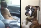 This Dog Is Still Mad At His Owner For Bringing Him To A Vet. I Can`t Stop Laughing !