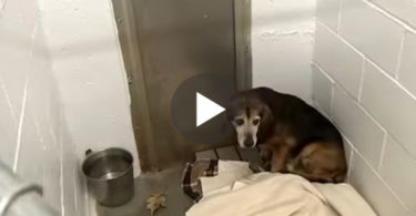 Dog Missing For 2 Years, Hears His Daddy`s Voice Again... Touching ...