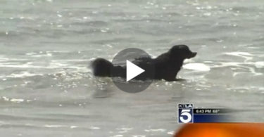 dog rescued swimmers