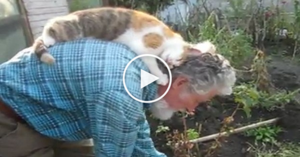 This Cat Won`t Let His Human Daddy Gardening Without Her