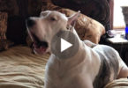 Mommy Asks This Dog To Leave The Bed. He Is Not Happy About That And Did This Hilarious Reaction..