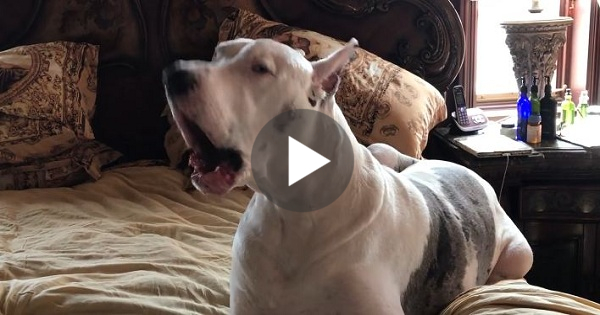 Mommy Asks This Dog To Leave The Bed. He Is Not Happy About That And Did This Hilarious Reaction..