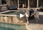 Owner Didn`t Allow Him To Swim In The Pool, So This Great Dane Began Arguing With Her.