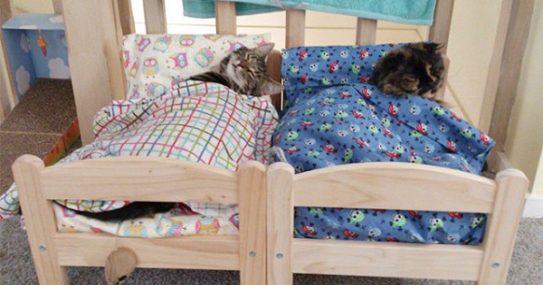 ikea mini bed cat