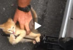 Kitten Wants To Play And Doesn`t Allow This Man To Change The Tire. Sweet Video !