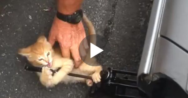 Kitten Wants To Play And Doesn`t Allow This Man To Change The Tire. Sweet Video !