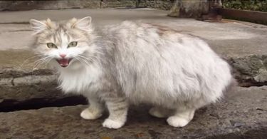 pregnant cat cries for food