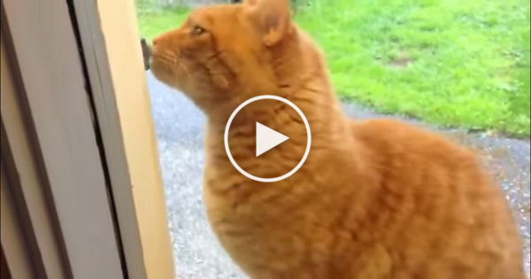 Smart Cat Rings The Doorbell. How Is This Even Possible ?