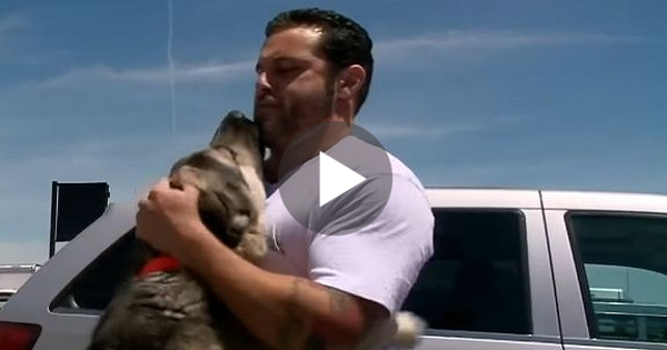 soldier reunited with dog iraq