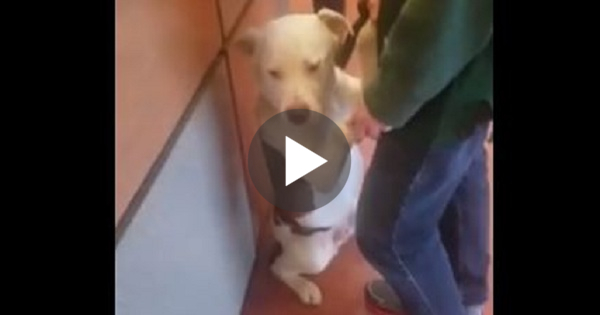 This Dog Realized He Is Getting Surrendered And Doesn`t Want To Leave His Owner....