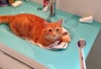When This Cat Noticed That Her Daddy Turned On The Electric Toothbrush, She Immediately Did This