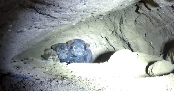 Epic Rescue Of Puppies Trapped 18 Feet Under Ground, But Watch When They Were Finally Rescued...