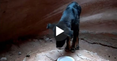 Hero Man Went In 360 Foot Deep Slot Canyon To Rescue This Abandoned Dog. What a Story !