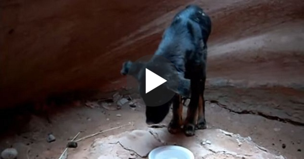 Hero Man Went In 360 Foot Deep Slot Canyon To Rescue This Abandoned Dog. What a Story !