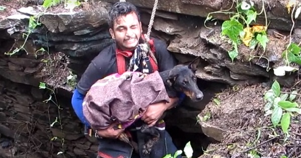 When This Dog Noticed That Rescuers Are Finally Here To Save Her, She Didn`t Stop Sobbing