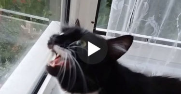 Cats Make These 7 Sounds , But Do You Know What They Mean ? Watch Now To Find Out !