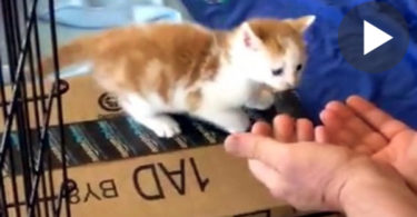 Cute Kitten loves Jumping Into Her Daddy`s Hand. This Is So Sweet.