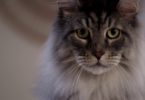 This Funny Litter Box Commercial Will Make You Burst Out laughing ! LOL !