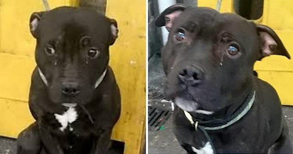 Abandoned Dog At Train Station, Tied To Railings, Was Literally Crying For Help...