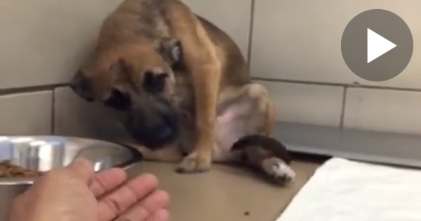 Abused Dog Was Frightened Of People, But When He Felt Human Touch For The First Time ... This Brought Me To Tears ...