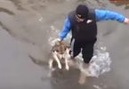 Drowning Dog Shows Pure Happiness After He Was Rescued!