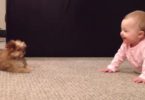 Baby And Puppy Have The Funniest Conversation EVER ! HAHA I Can`t Stop Laughing !