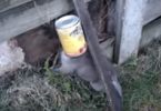 Man Found Helpless Baby Animal With Can Stuck To His Head, But Watch How The Cub Thanks Him For Saving Him...