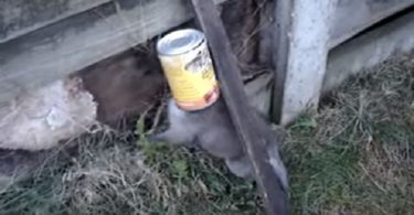 Man Found Helpless Baby Animal With Can Stuck To His Head, But Watch How The Cub Thanks Him For Saving Him...