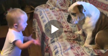 This Cute Baby Makes A Valid Argument... The Dog Had No Other Option But To Listen Carefully ! HILARIOUS !