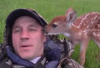 Rescued Baby Deer Didn`t Want To Leave Her Rescuer . This Will Warm Your Heart !