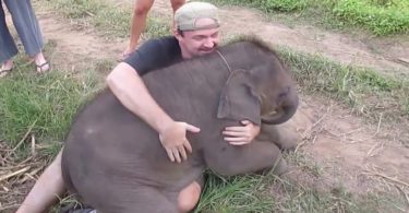 Man Comes Very Close To This Baby Elephant, But Then He Was Surprised By The Elephant`s Reaction