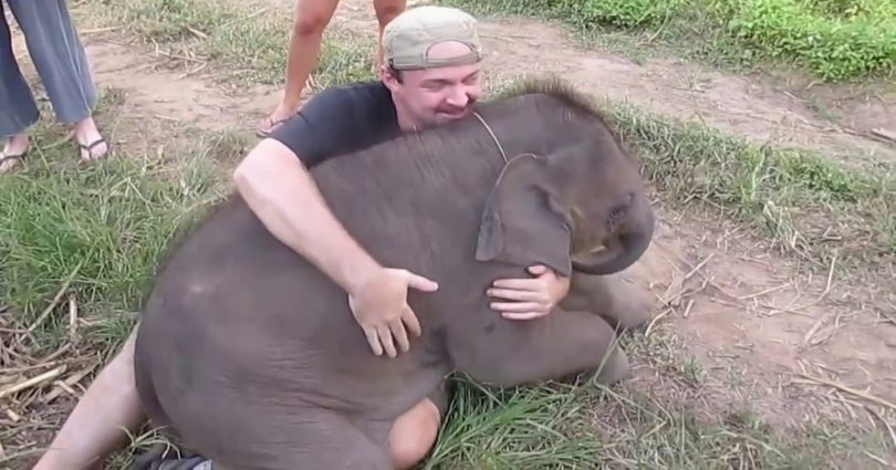 Man Comes Very Close To This Baby Elephant, But Then He Was Surprised By The Elephant`s Reaction
