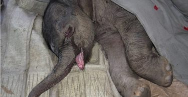 baby elephant crying