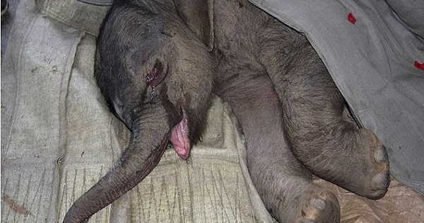 baby elephant crying