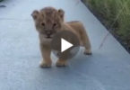 baby lion roar