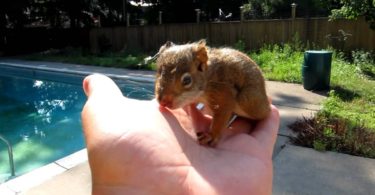 Lost Baby Squirrel Wandered In His Home, Grabbed His Hand And Claimed The Guy As His Human!