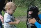 Hero Dog Stopped Abusive Babysitter From Hurting The Baby !