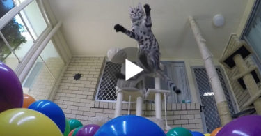 When This Cat Noticed A Room Full With Colorful Balls , She Instantly Went Crazy
